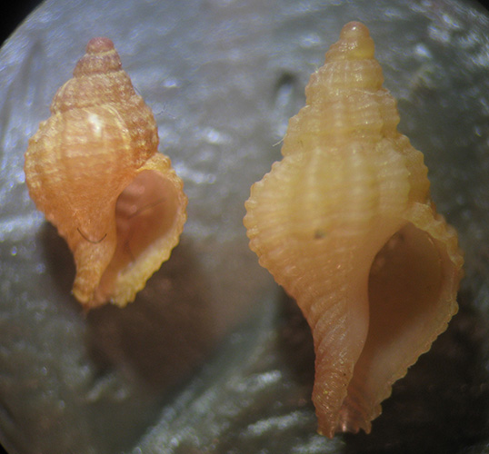 Piccolo Muricidae